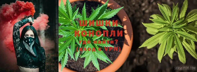 Конопля SATIVA & INDICA  Бологое 